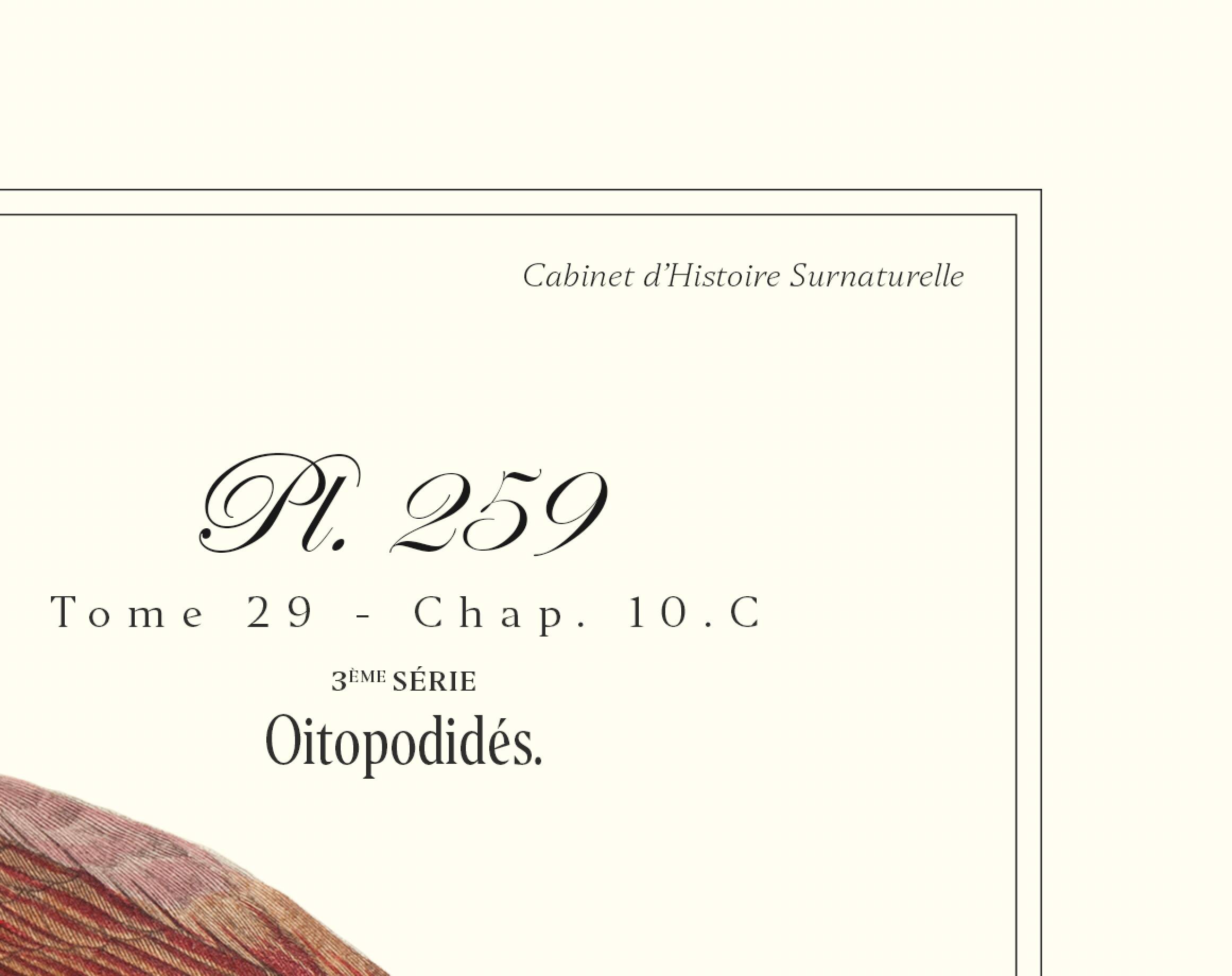 Lithograph engraving chimera animal framed, the flamoulpe 22x28 cm