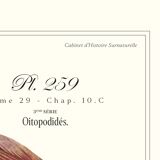 Lithograph engraving chimera animal framed, the flamoulpe 22x28 cm