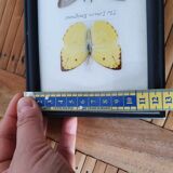Frame with 6 natural butterflies