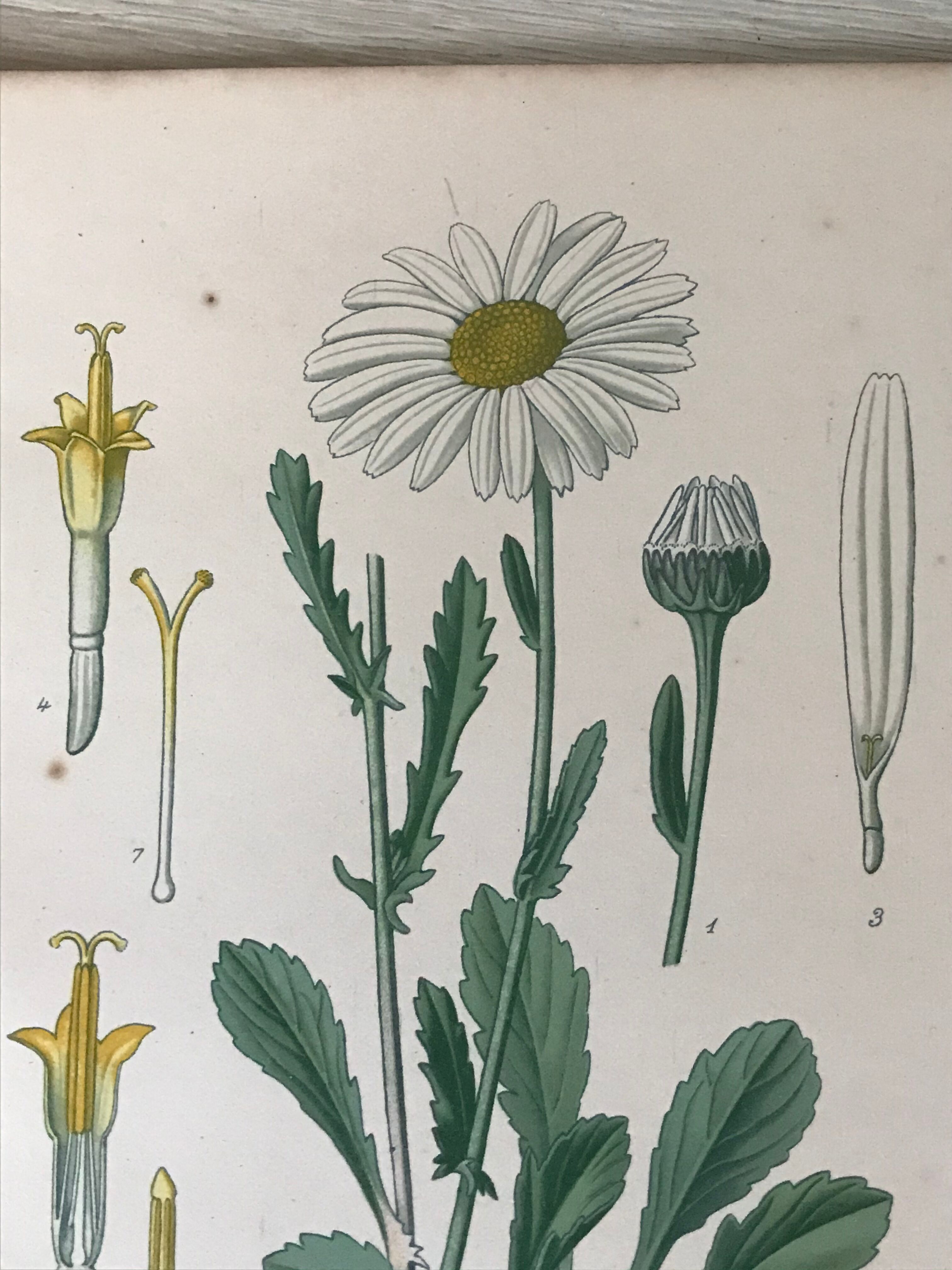 Botanical flowering boards of 19th century fields