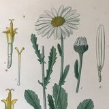 Botanical flowering boards of 19th century fields