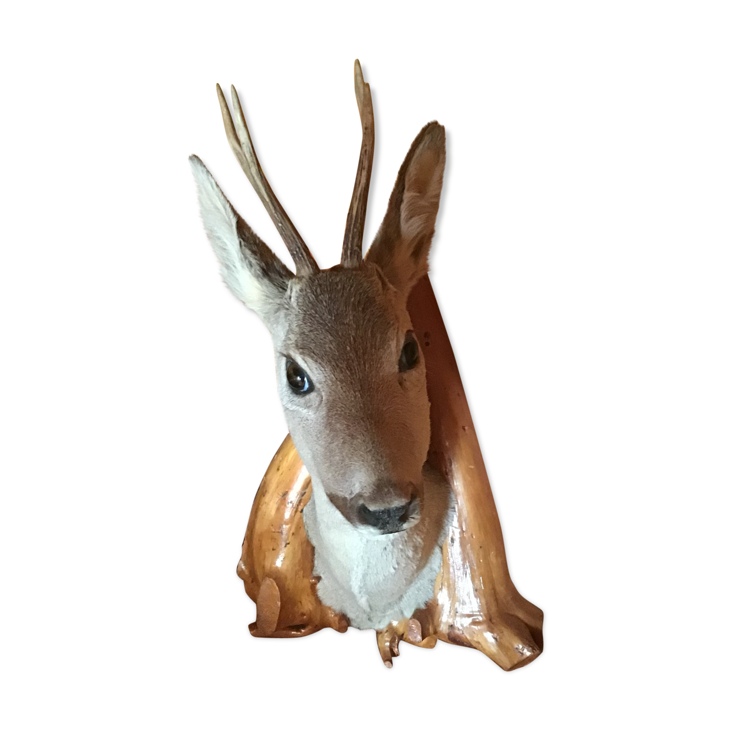 Deer Trophy