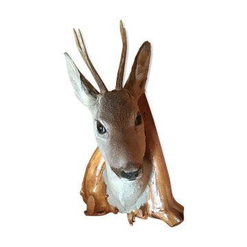 Roe deer trophy