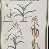 Botanical poster 1970's