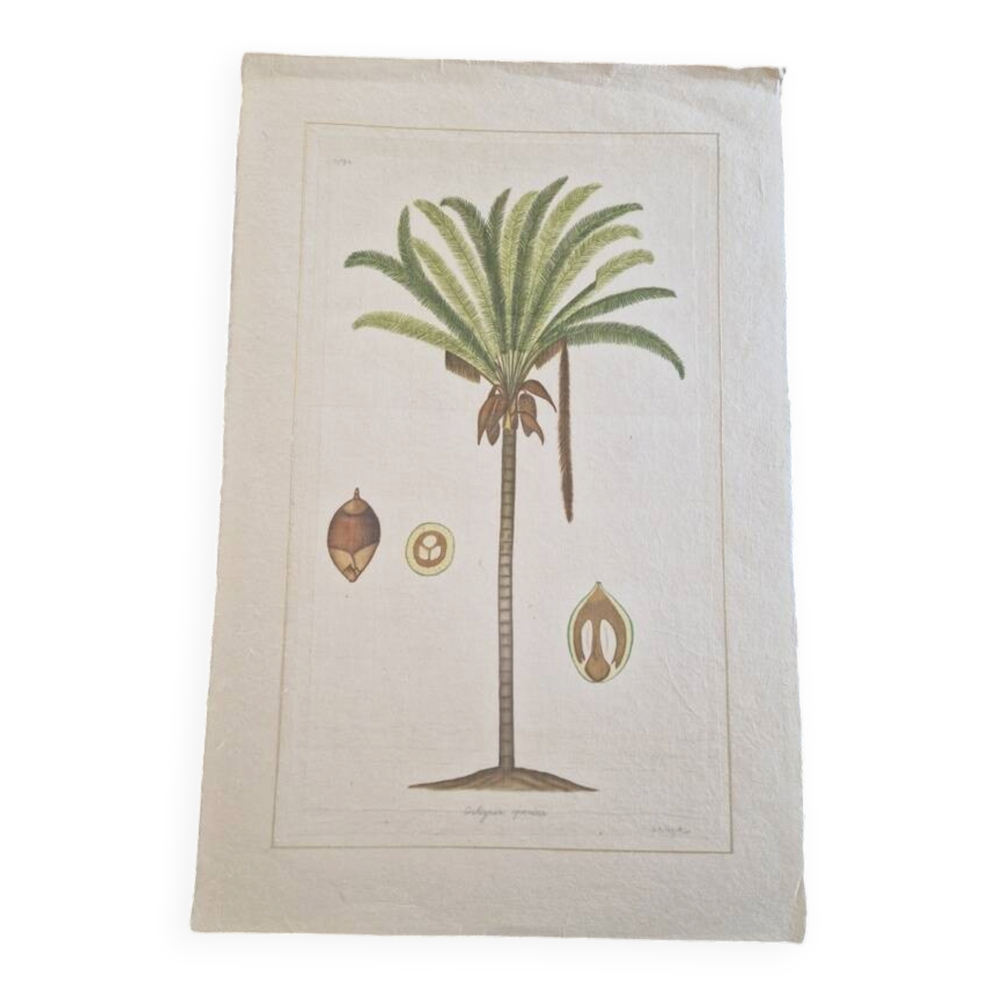 La Roche Laffitte (Born in 1943) - Watercolour drawing on silk - Palm tree