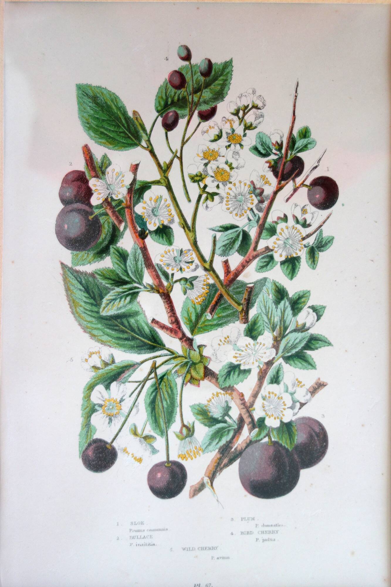 4 framed botanical plates, 19th century