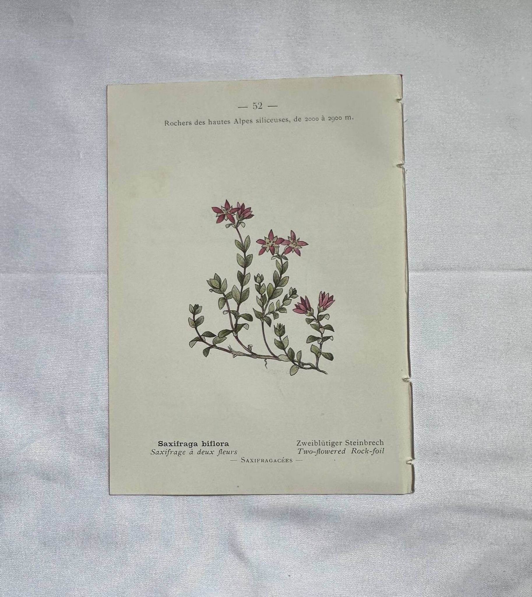 Retro botanical plate 1890 flower and plant of France double-sided