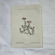 Retro botanical plate 1890 flower and plant of France double-sided