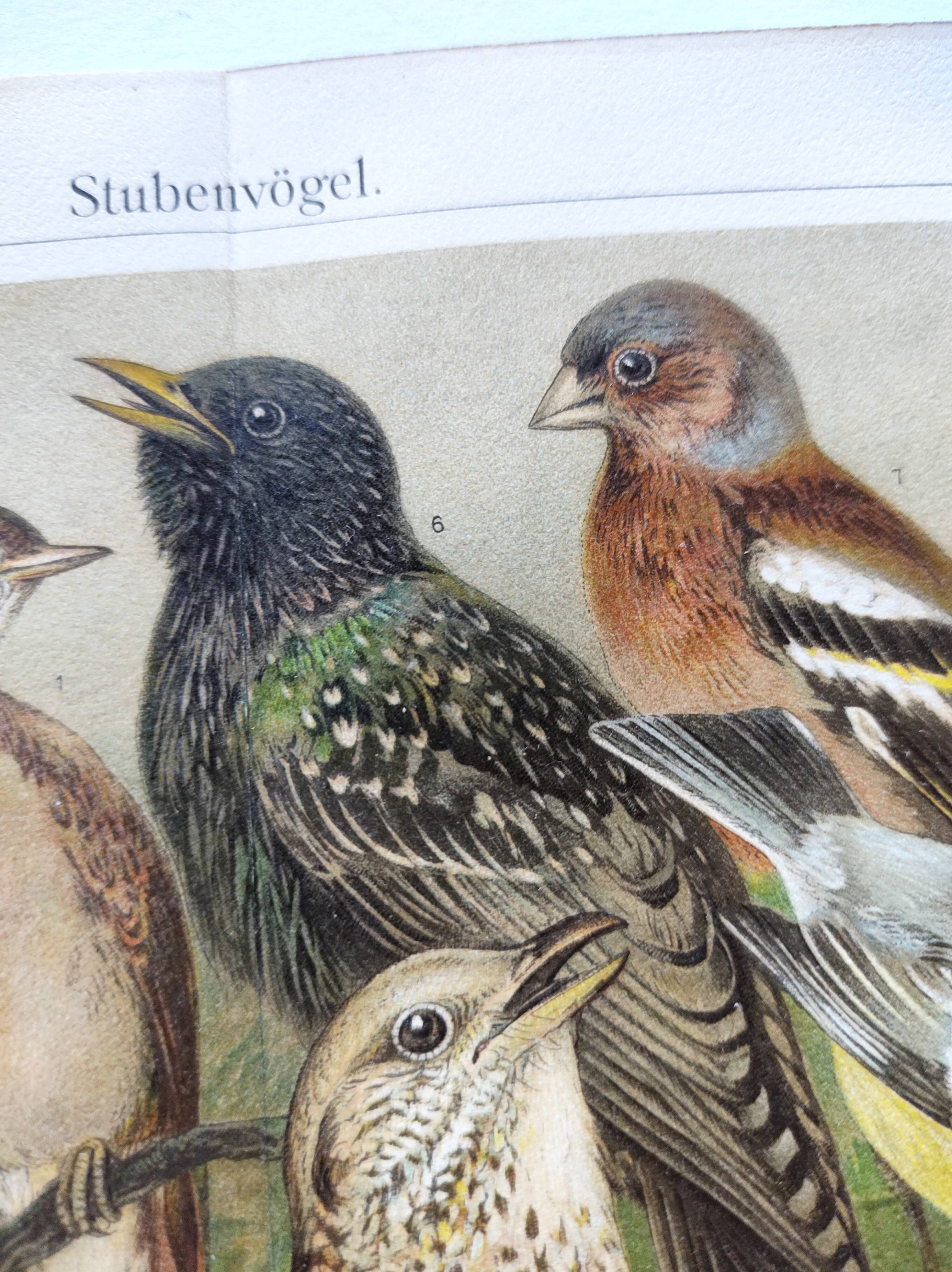 Zoological engraving from 1909 - Garden birds - Old German print