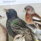 Zoological engraving from 1909 - Garden birds - Old German print