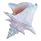 Coquillage