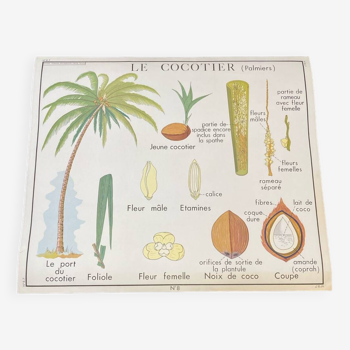 Affiche scolaire édition rossignol « le cocotier »