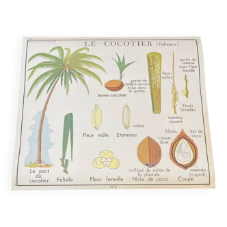 Affiche scolaire édition rossignol « le cocotier »