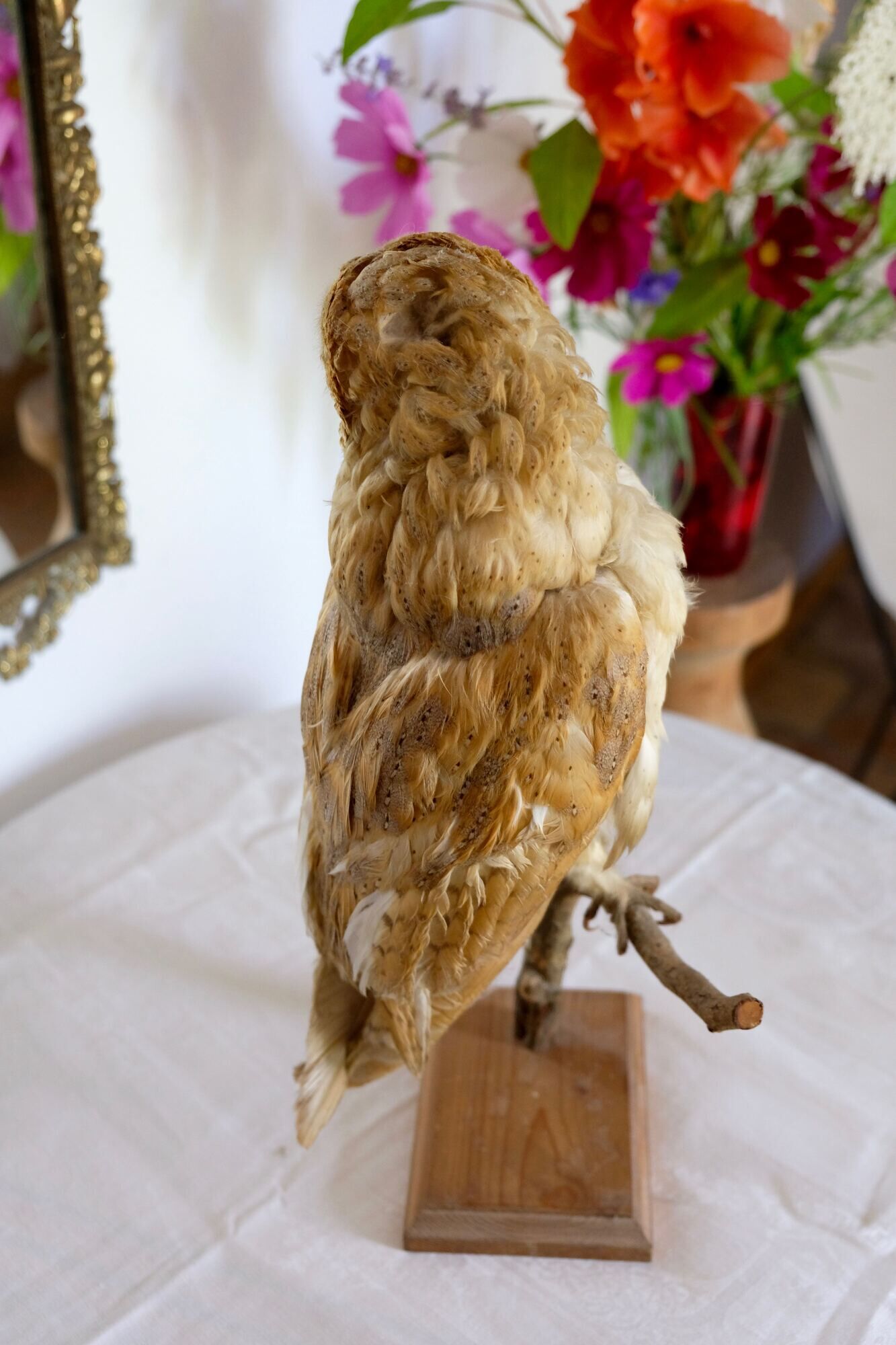 Taxidermy owl owl naturalized from the 70s