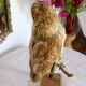 Taxidermy owl owl naturalized from the 70s