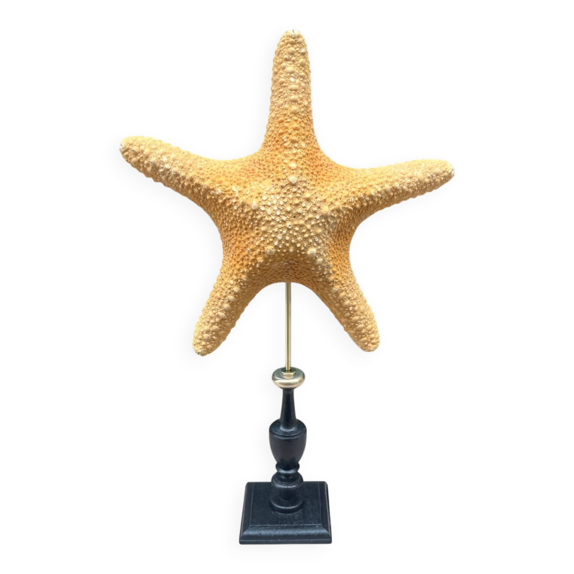 Starfish on turned wooden base, late 19th century - cabinet of curiosities