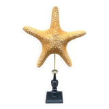 Starfish on turned wooden base, late 19th century - cabinet of curiosities