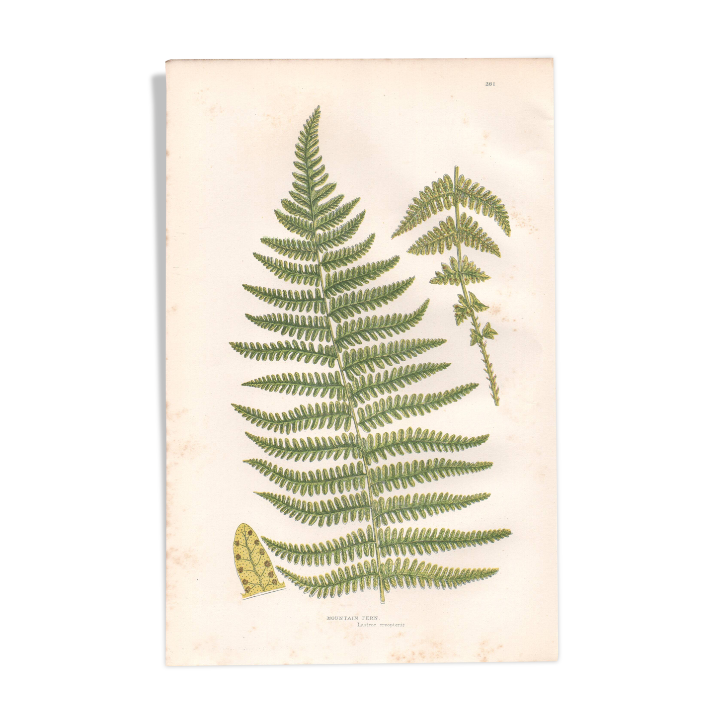Chromolithographie ancienne botanique 1889 - Fougère des montagnes de Pratt