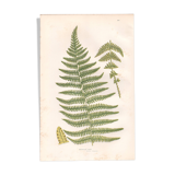 Chromolithographie ancienne botanique 1889 - Fougère des montagnes de Pratt