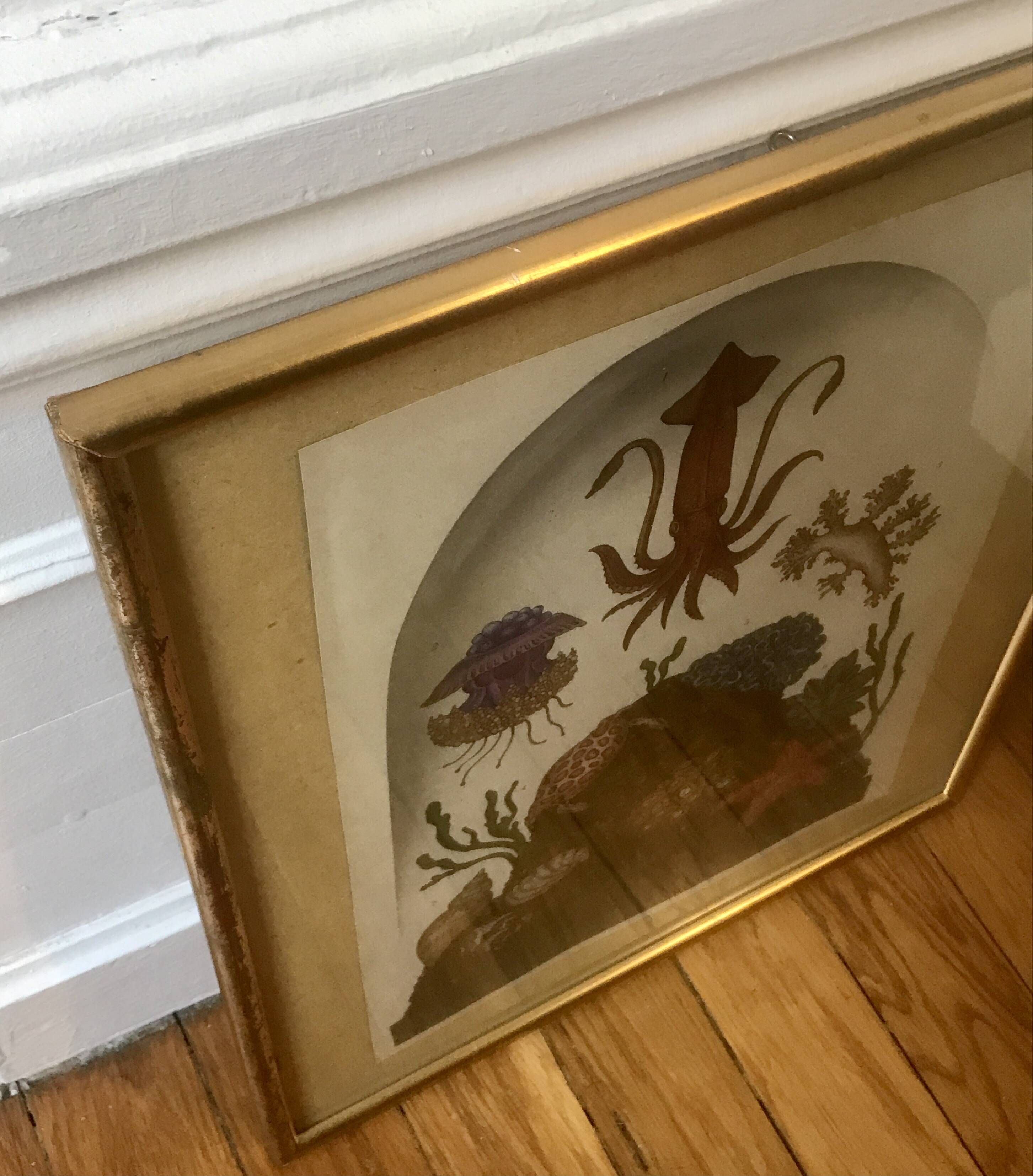 Framed illustration corals under globe
