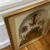 Framed illustration corals under globe