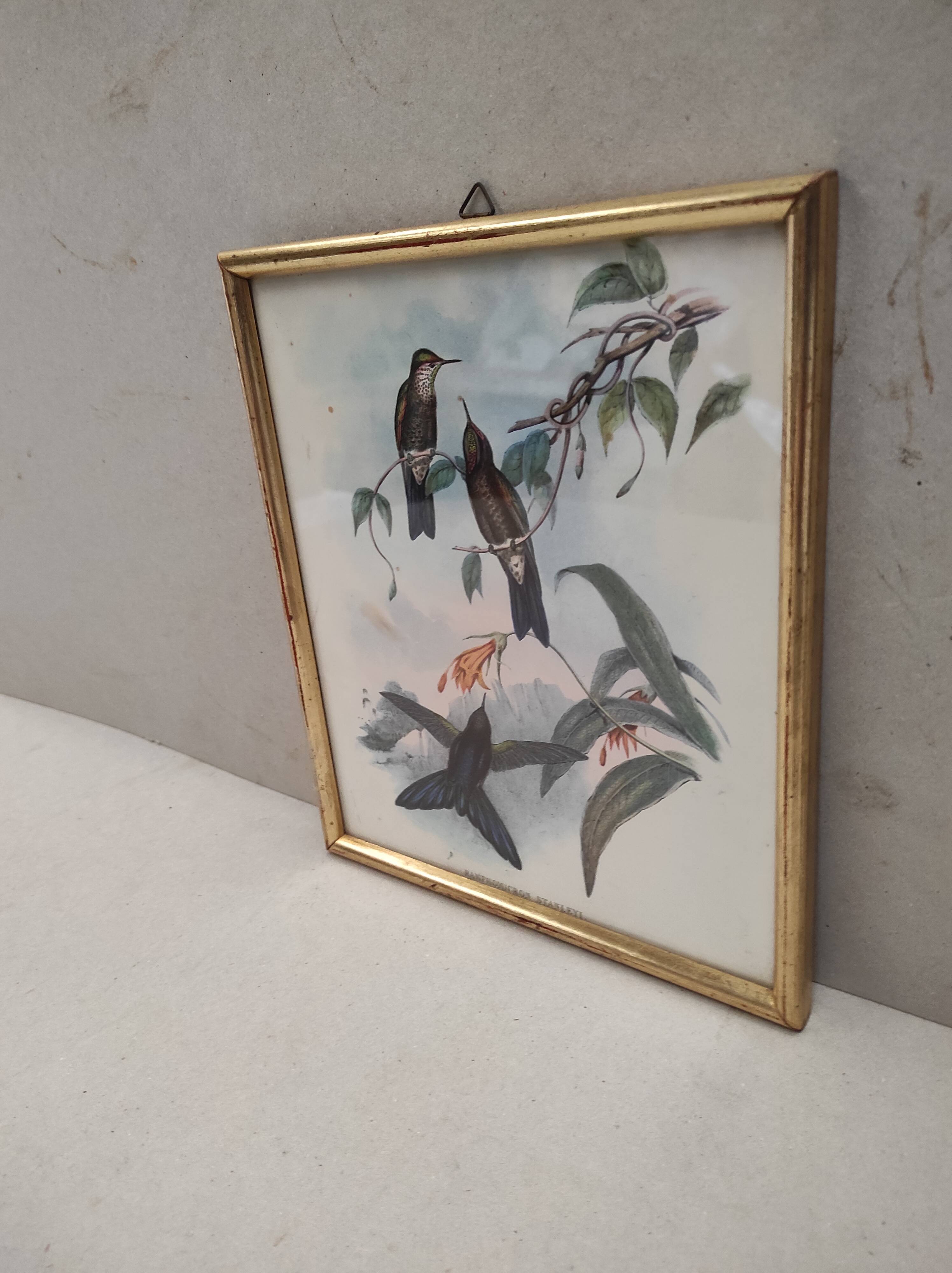 Lithography illustration bird Ramphomicron Stanleyi vintage engraving gilded frame