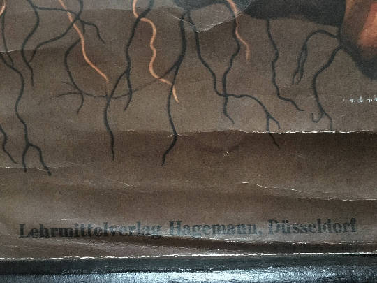 Displays educational anemone Nemorosa 1950