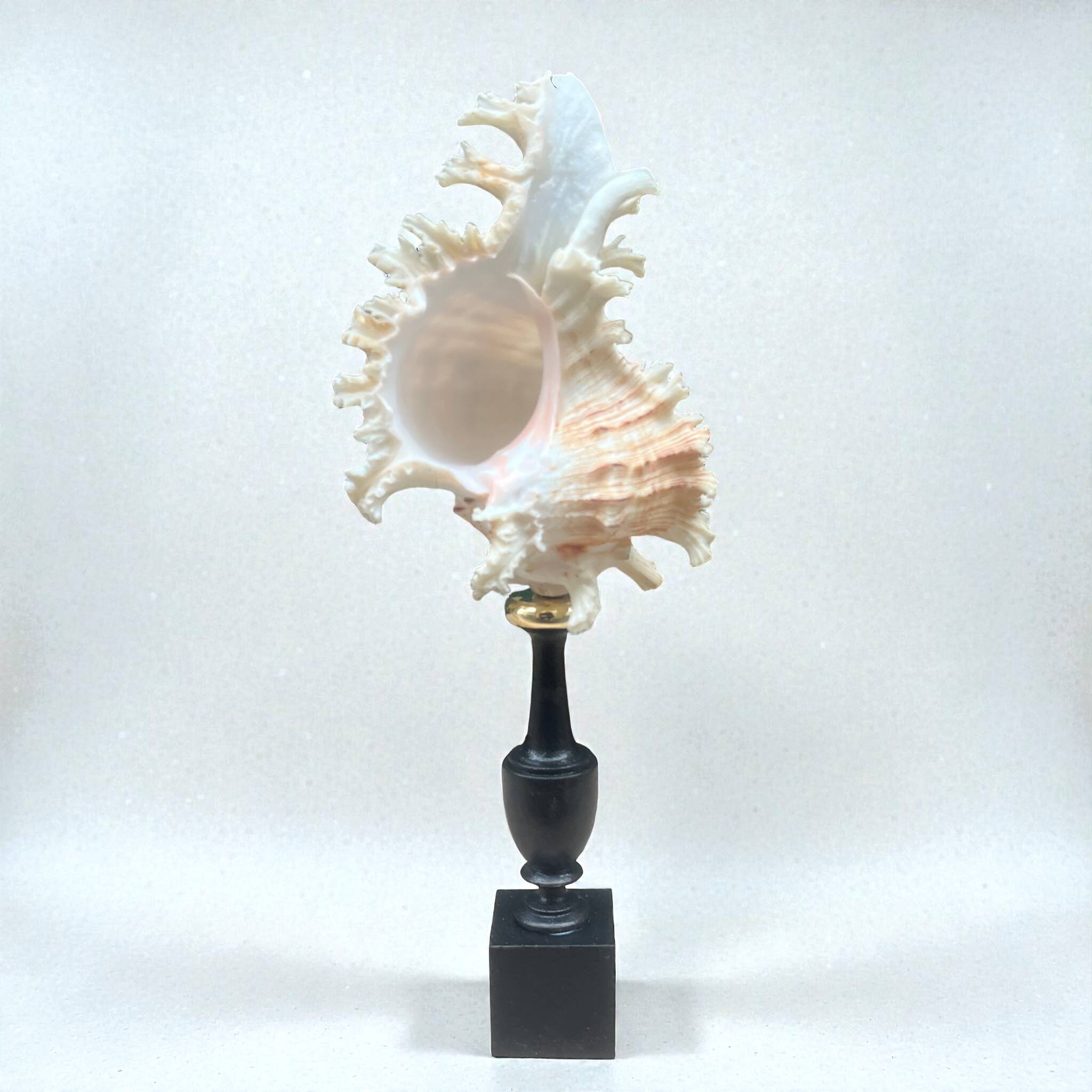 Murex shell on a turned blackened wooden base, 19th century.