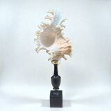 Murex shell on a turned blackened wooden base, 19th century.