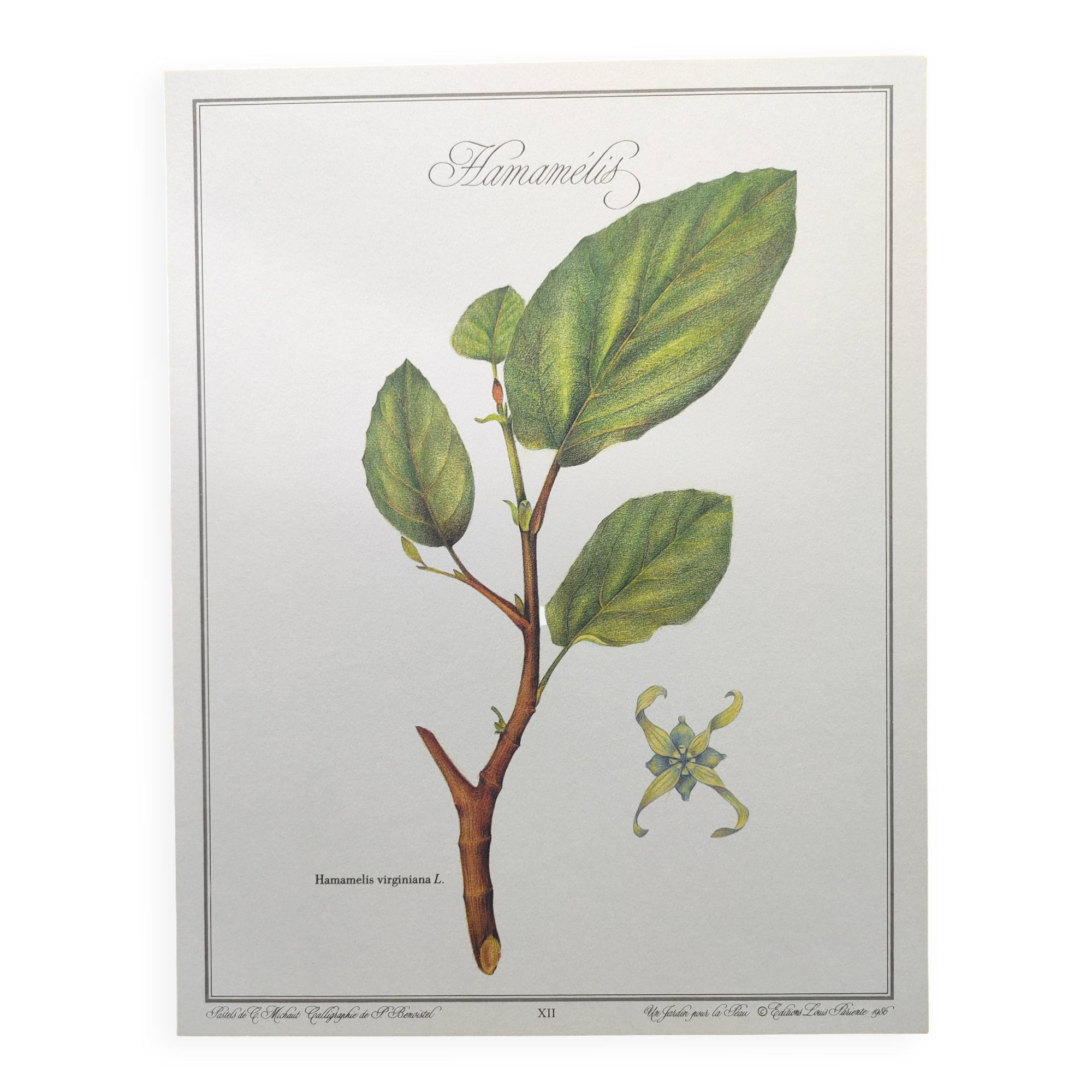 Botanical illustration - Witch hazel - Engraving of medicinal plants. Pastels by C. Michaut