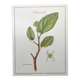 Botanical illustration - Witch hazel - Engraving of medicinal plants. Pastels by C. Michaut