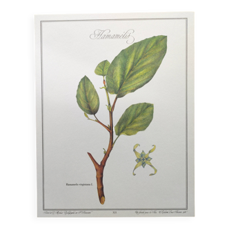 Botanical illustration - Witch hazel - Engraving of medicinal plants. Pastels by C. Michaut