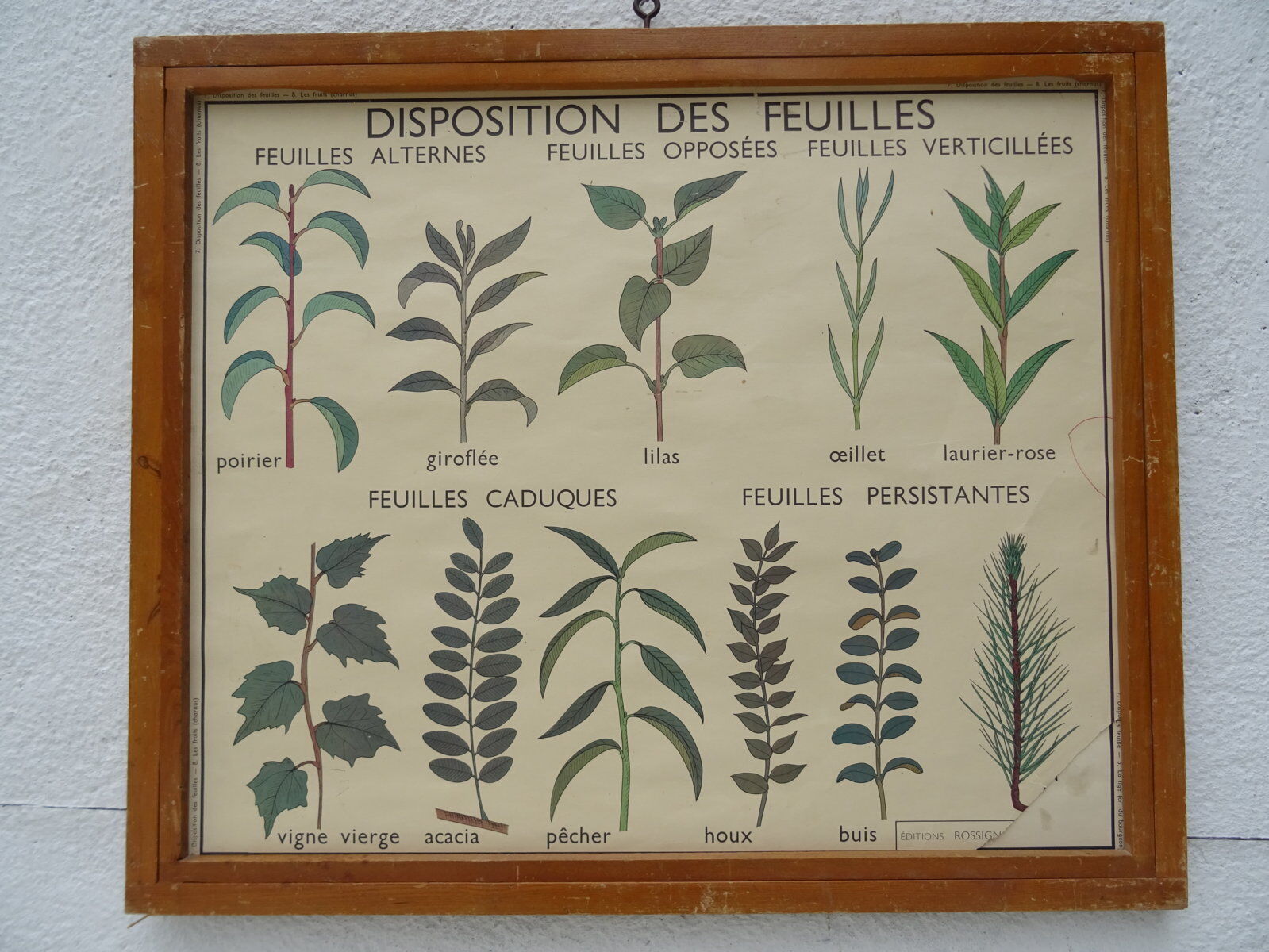 Set of 10 Rossignol posters on plants with frame