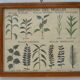 Set of 10 Rossignol posters on plants with frame