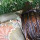 Pair of armchairs restoration 19th era