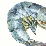 "Salome", the grey shrimp, art print 21/29.7 cm