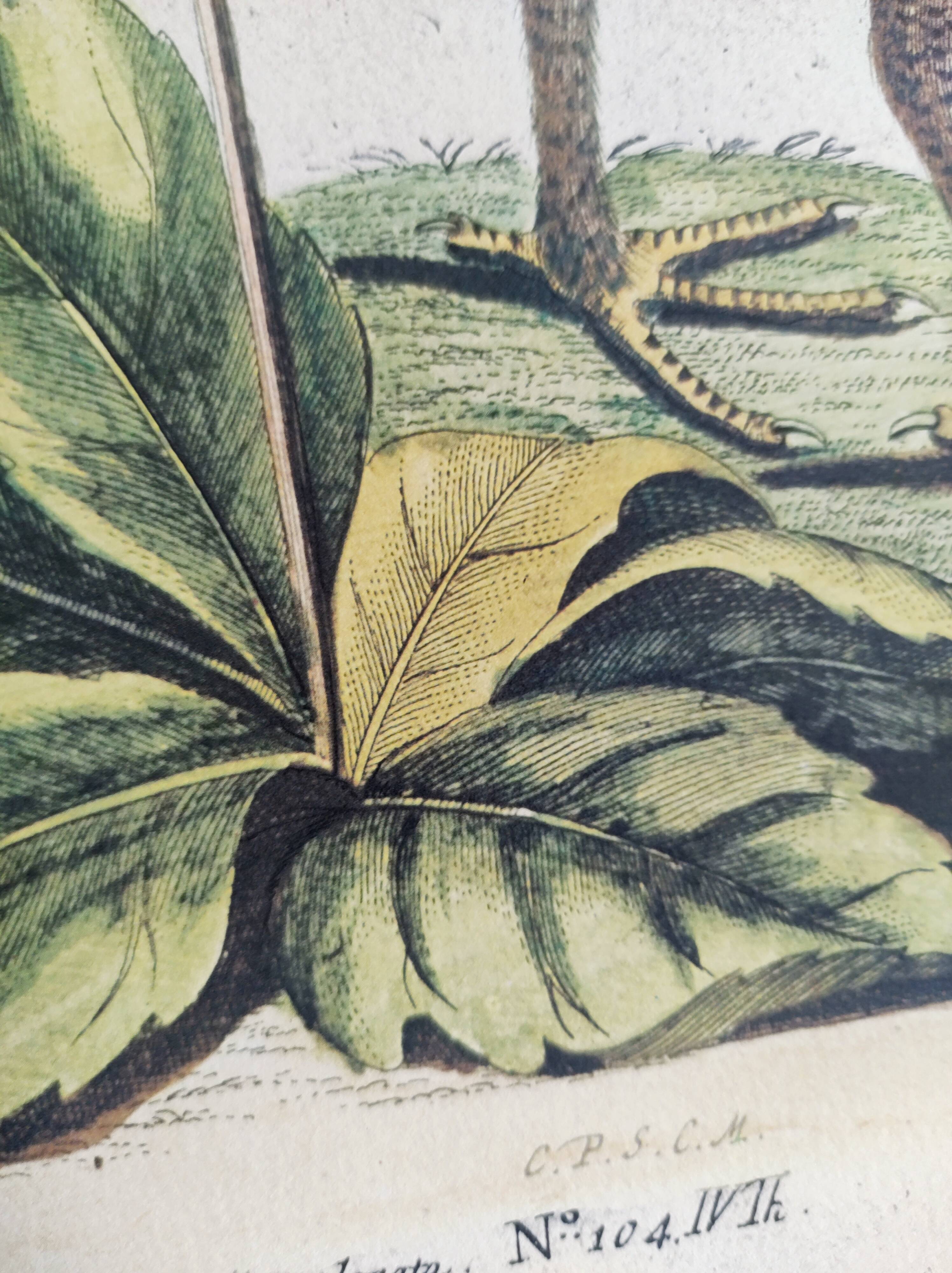 Old bird engraving - Rooster of the Woods - vintage zoological illustration by Seligmann & Catesby