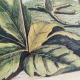 Old bird engraving - Rooster of the Woods - vintage zoological illustration by Seligmann & Catesby