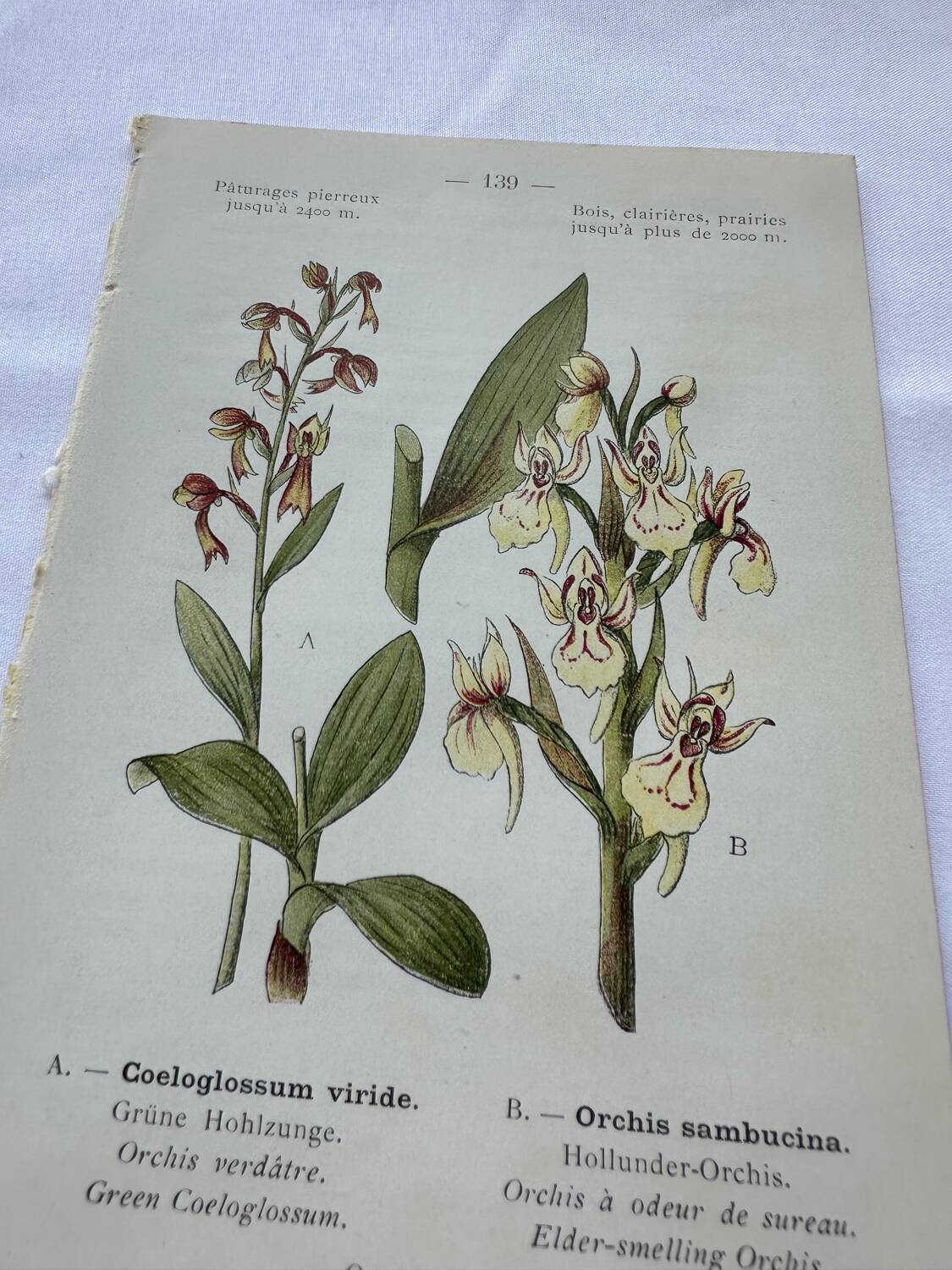 Planche botanique ancienne gravure plante 18e double face