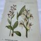 Planche botanique ancienne gravure plante 18e double face