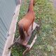 Antique rocking horse