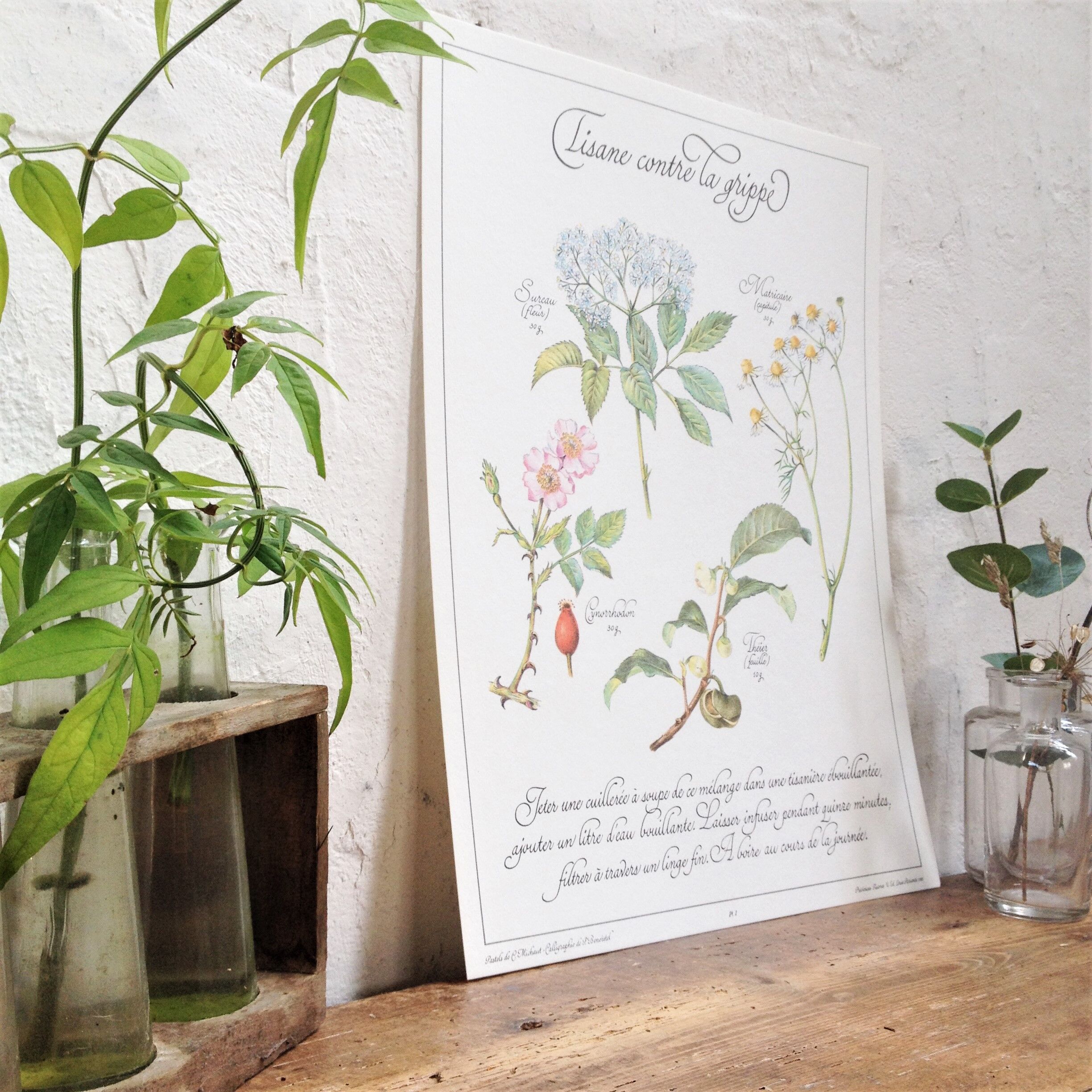 Botanical poster is a tisane