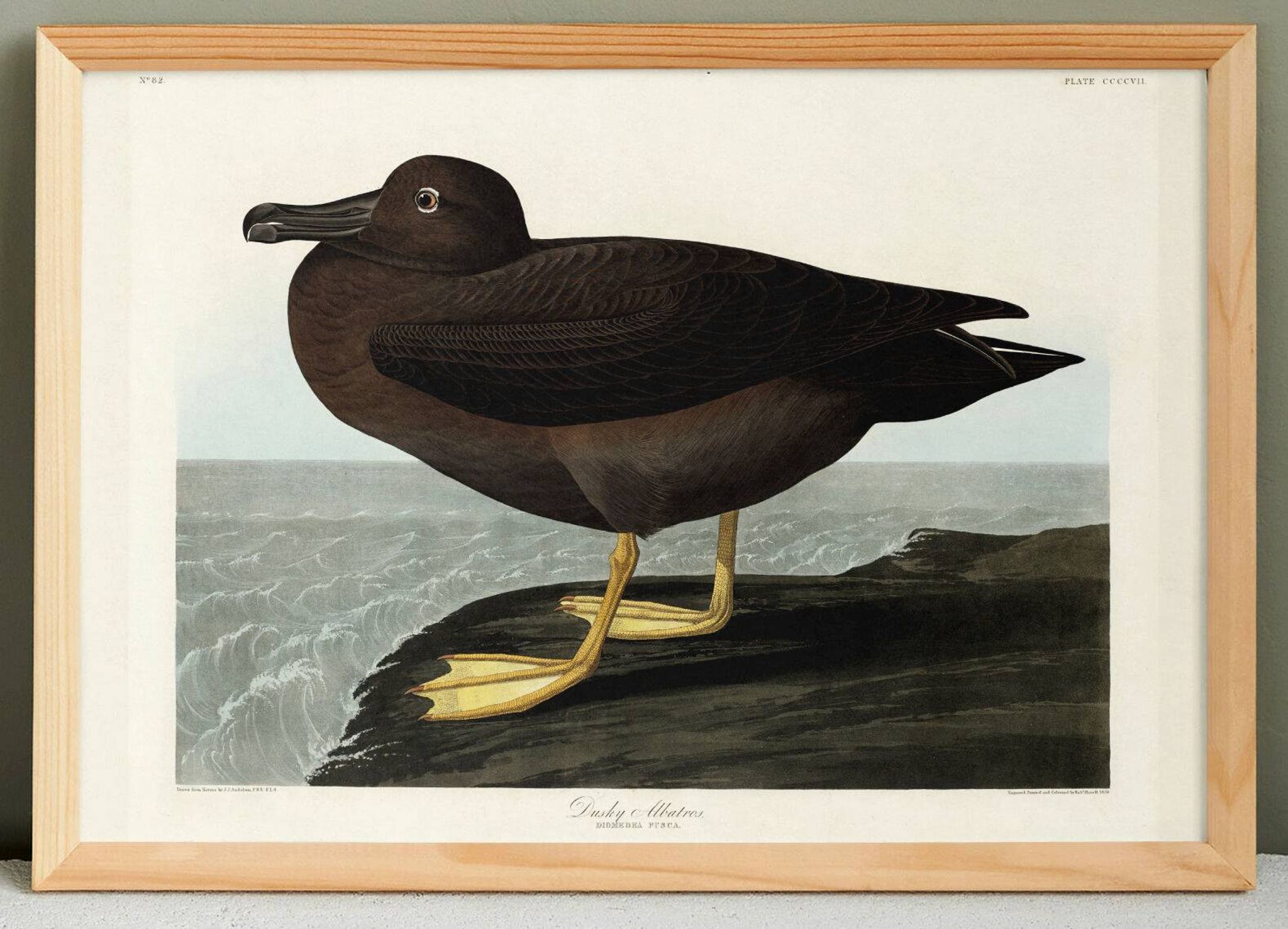 Poster about the Sooty Albatross, based on an old engraving from 1827.