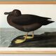 Poster about the Sooty Albatross, based on an old engraving from 1827.