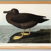 Poster about the Sooty Albatross, based on an old engraving from 1827.