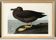 Poster about the Sooty Albatross, based on an old engraving from 1827.