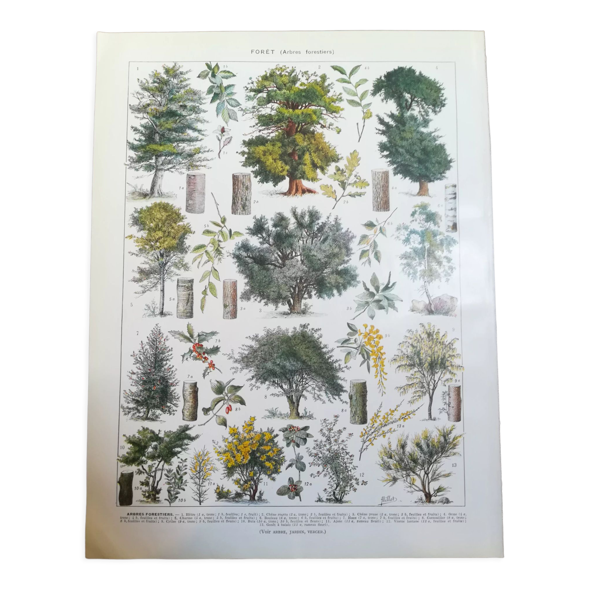 Lithographie sur les arbres de 1928 "hêtre"