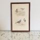 Cadre lithographie oiseaux vintage