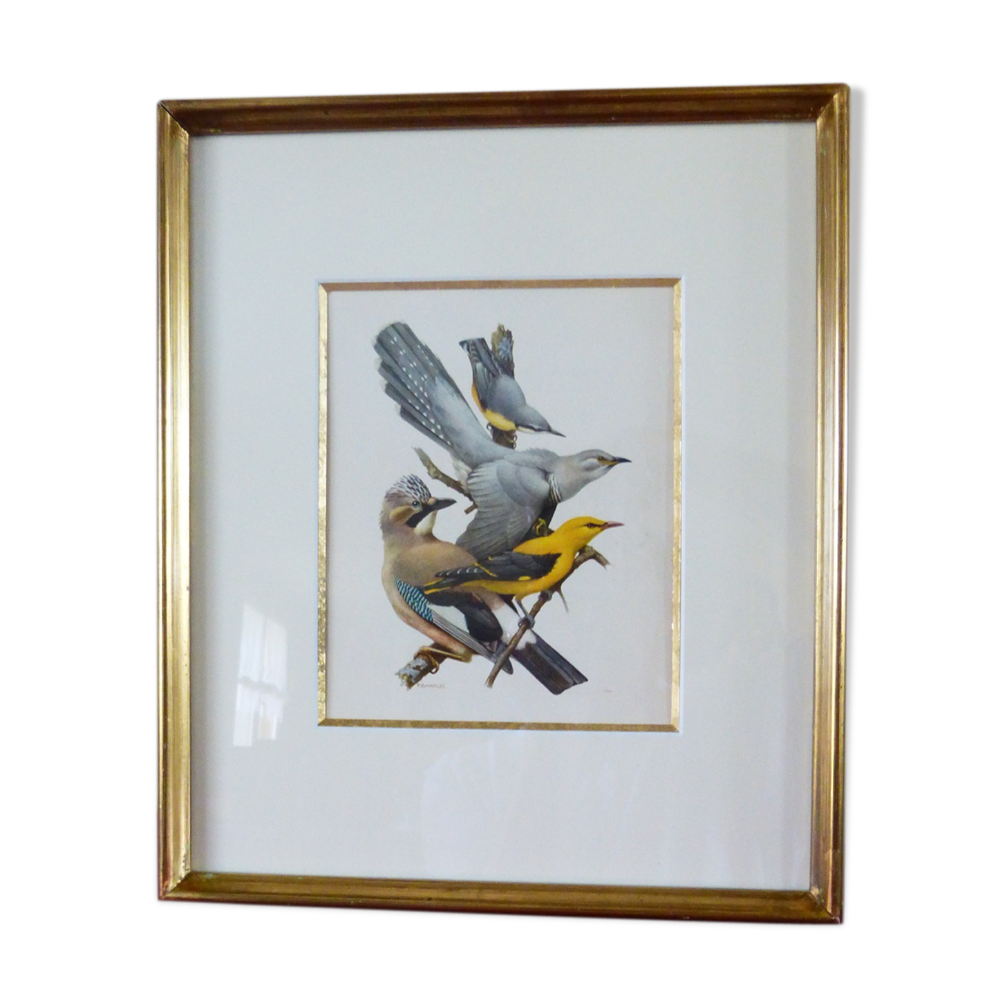 Birds collection No.13 Hepatior