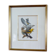 Birds collection No.13 Hepatior